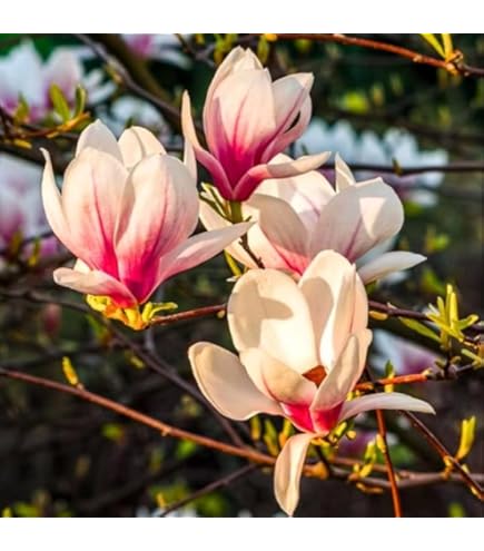 Amazon.com : 2 Saucer Magnolia Plants Live, Magnolia Tree